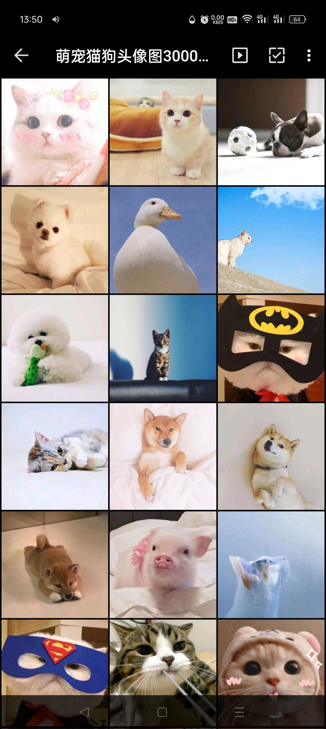 萌宠猫狗头像图3000张